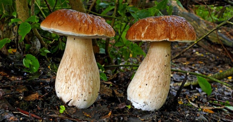 Champignon bolet jaune : comment le reconnaître sans se tromper