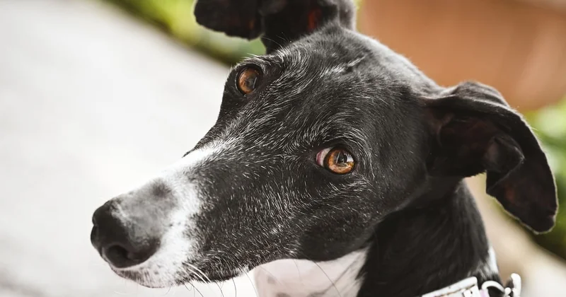 La détection canine est-elle vraiment fiable ?