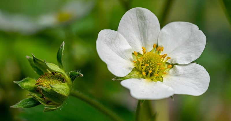 De la fleur au fruit : comment poussent les fraises, étape par étape