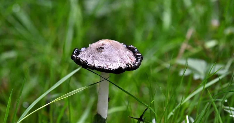 Vers noir d'humidité : est-ce dangereux ?