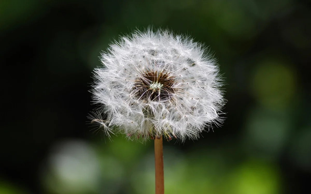 Les causes principales de l’apparition des vers