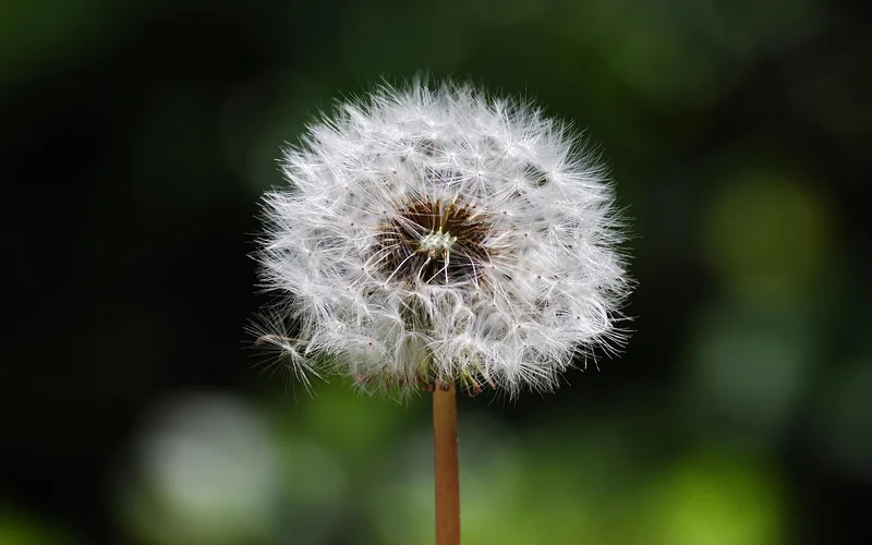 Les causes principales de l’apparition des vers