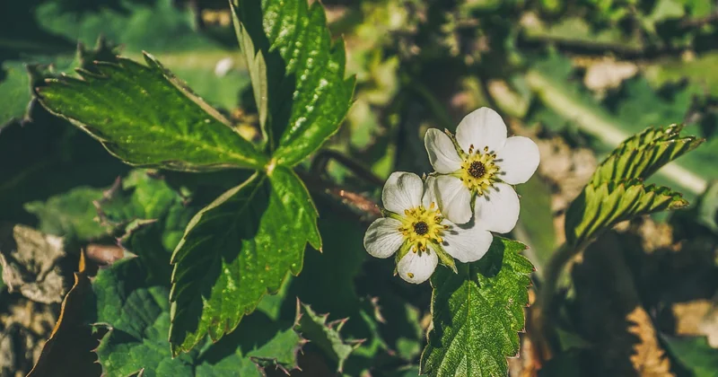 Les exigences précises du fraisier : sol, climat, emplacement