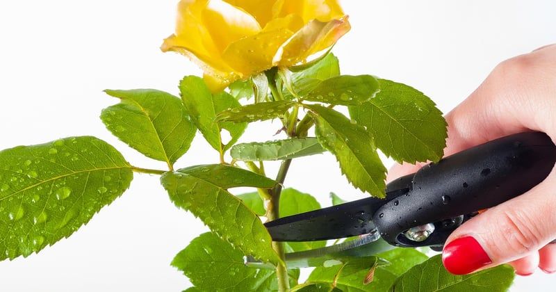 Quel est le meilleur sécateur de jardin ? Notre comparatif ultime
