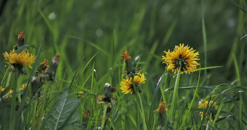 Jardin connecté : ce qui tient vraiment ses promesses (et ce qui casse)