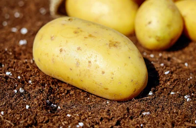 pommes de terre